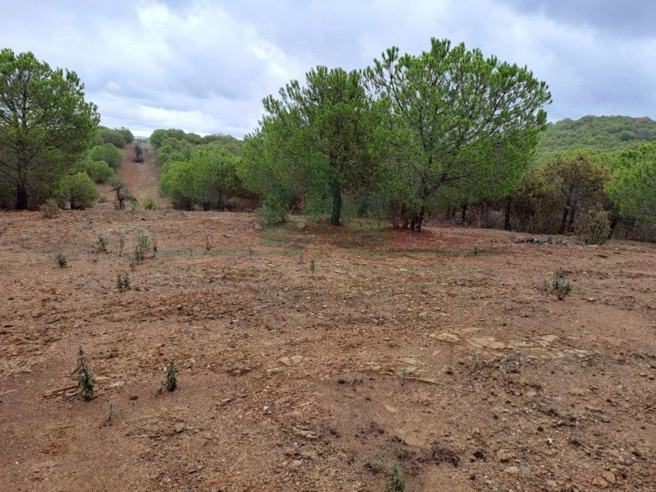 Земельный участок 91840м² в Вакейруш, Португалия № 69769