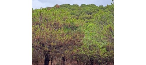 Земельный участок 91840м² в Вакейруш, Португалия № 69769 6