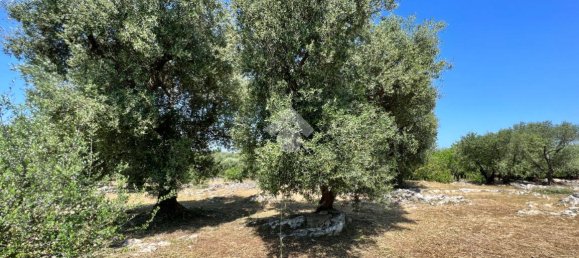 Дом с 2 комнатами в Челье Мессапика, Италия № 146835 22