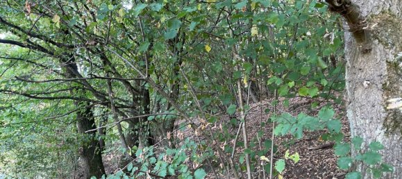  Land in Lahn-Dill, Germany No. 342288 9