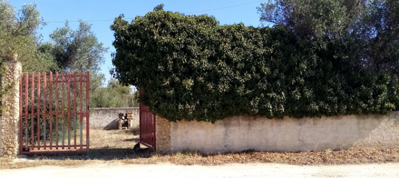 Terreno em Castelvetrano, Italy 500 m² N.º 309653 2