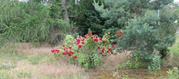 2 rooms House in Markisch-Oderland, Germany No. 29808 7