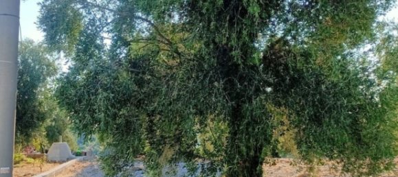 Земельный участок в Вико дель Гаргано, Италия № 377799 12