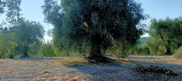 Земельный участок в Вико дель Гаргано, Италия № 377799 5