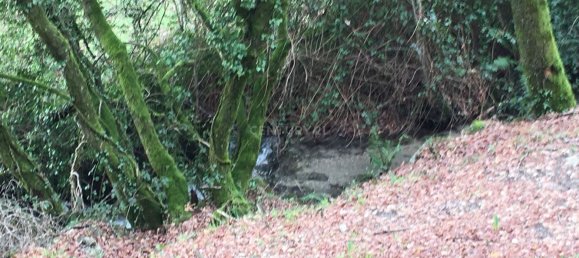 4 bedrooms House in Cantelaes, Portugal No. 42972 5