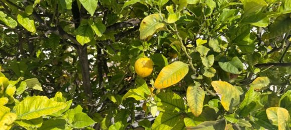 3 bedrooms House in Torrevieja, Spain No. 187979 2