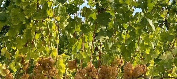 5-salle Villa à Tassarolo, Italy No. 143765 14