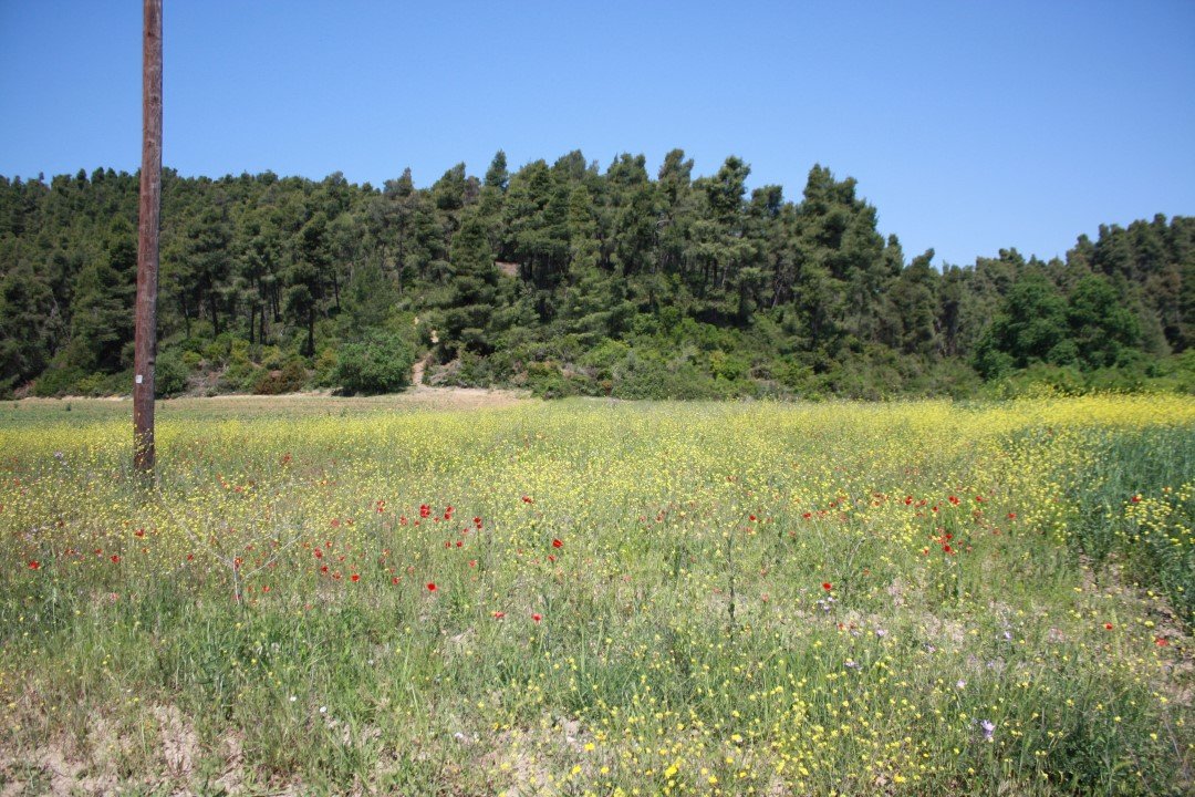  فندق في Chalkidiki, Greece 18000متر مربع رقم 6343