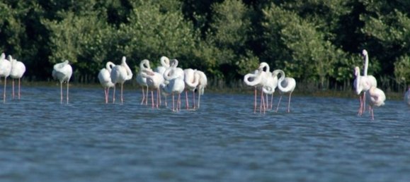 1 غرف نوم شقة في GATEWAY, Al Zorah, UAE رقم 63334 14