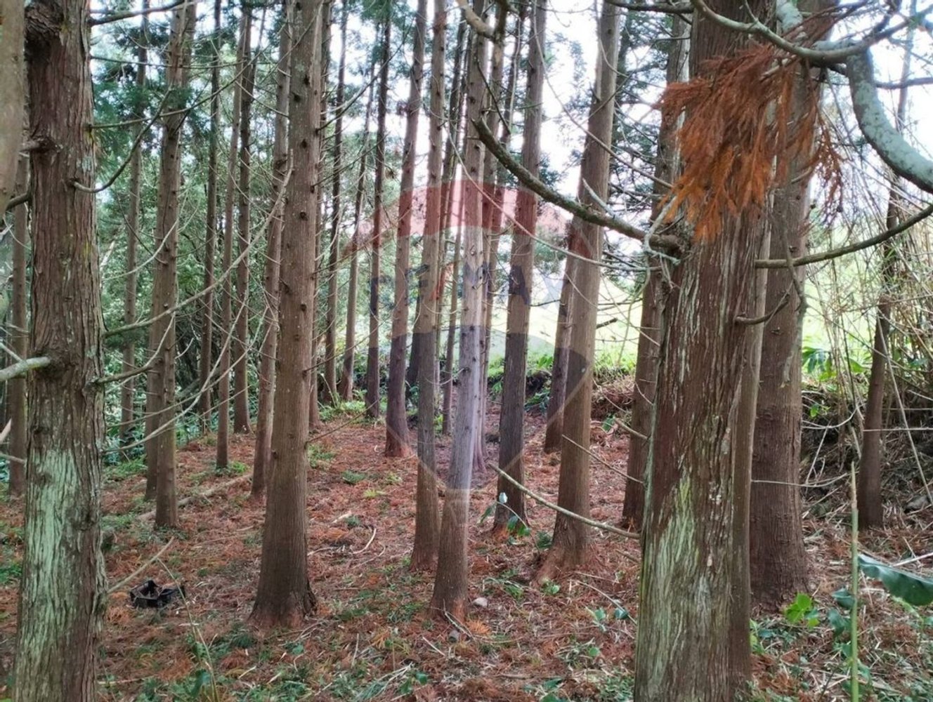 Grundstück in Ribeira Grande, Portugal 3340m², Nr. 88874