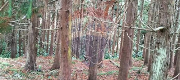 Grundstück in Ribeira Grande, Portugal 3340m², Nr. 88874 8