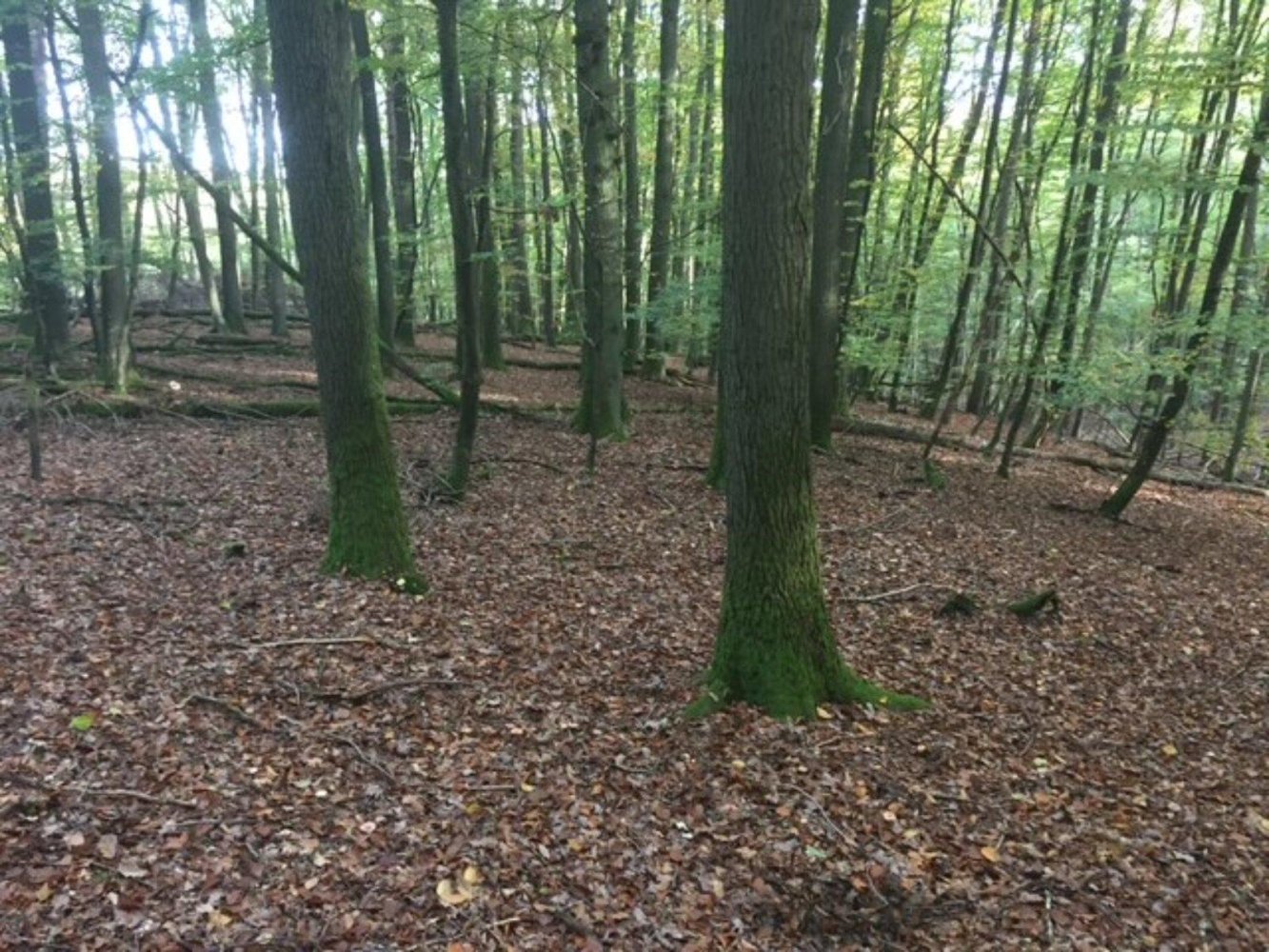 Terrain à Rhein-Erft, Germany No. 218920