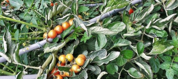 3 Schlafzimmer Villa in Ronciglione, Italy, Nr. 355316 4