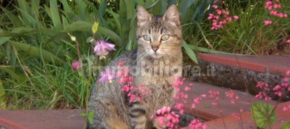 Casa T2 em Montacuto, Italy N.º 300503 9