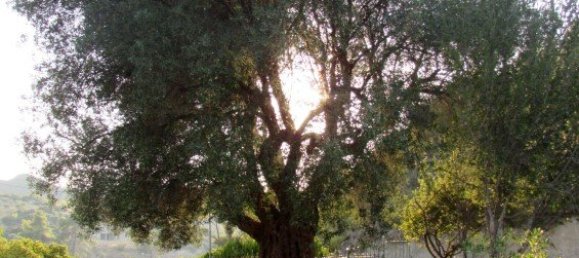 4 غرف نوم عقار تجاري في Chalkidiki, Greece رقم 6230 28