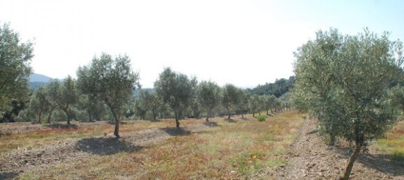 1603m² Land in Garriguella, Spain No. 73543 15