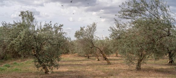 Terrain à Las Gabias, Spain 15m² No. 168892 32