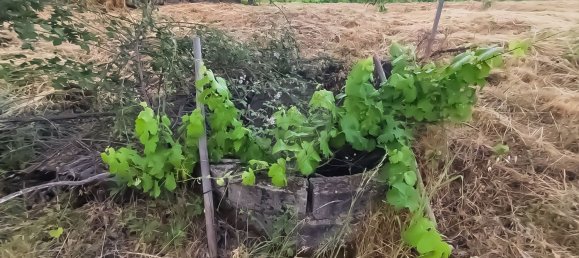 3 غرف نوم منزل في Covilha, Portugal رقم 169157 16