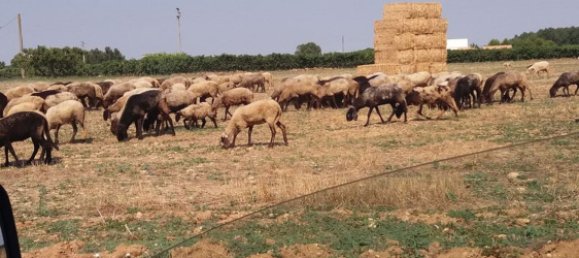 18322m² Land in Mesagne, Italy No. 254795 12