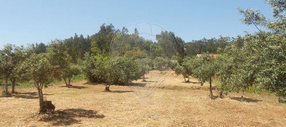 3 Schlafzimmer Haus in Abrantes, Portugal, Nr. 26314 4