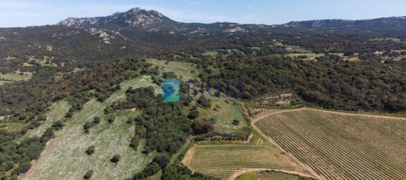 265m² Commercial property in Sant'Antonio di Gallura, Italy No. 326955 21