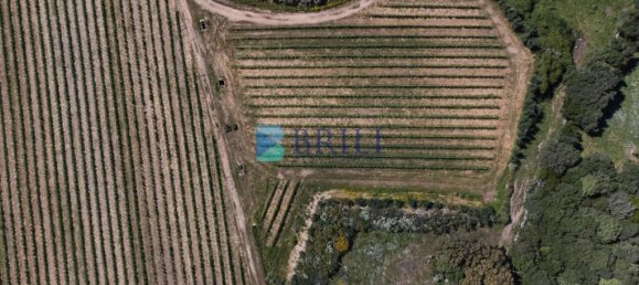 265m² Commercial property in Sant'Antonio di Gallura, Italy No. 326955 41