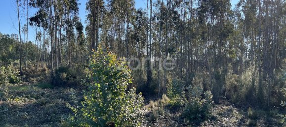 7200m² Land in Penacova, Portugal No. 62169 9