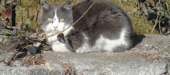 Casa de 8 habitaciónes en Castione della Presolana, Italy No. 104012 12