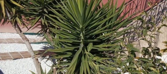 3 chambres Maison de ville à Alicante, Spain No. 150956 7