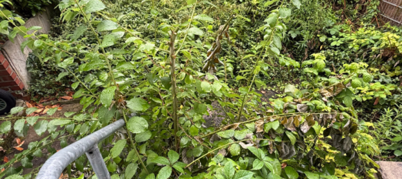 5غرفة تاون هاوس في Frankfurt am Main, Germany رقم 220430 23