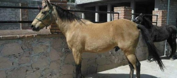 Дом с 2 спальнями в Керетаро, Мексика № 160176 2