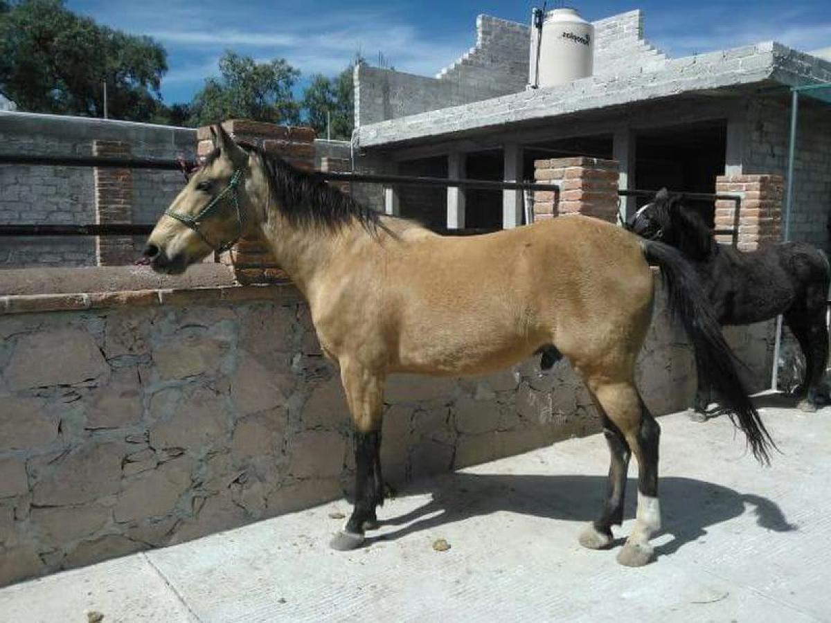 2 bedrooms House in Queretaro, Mexico No. 160176