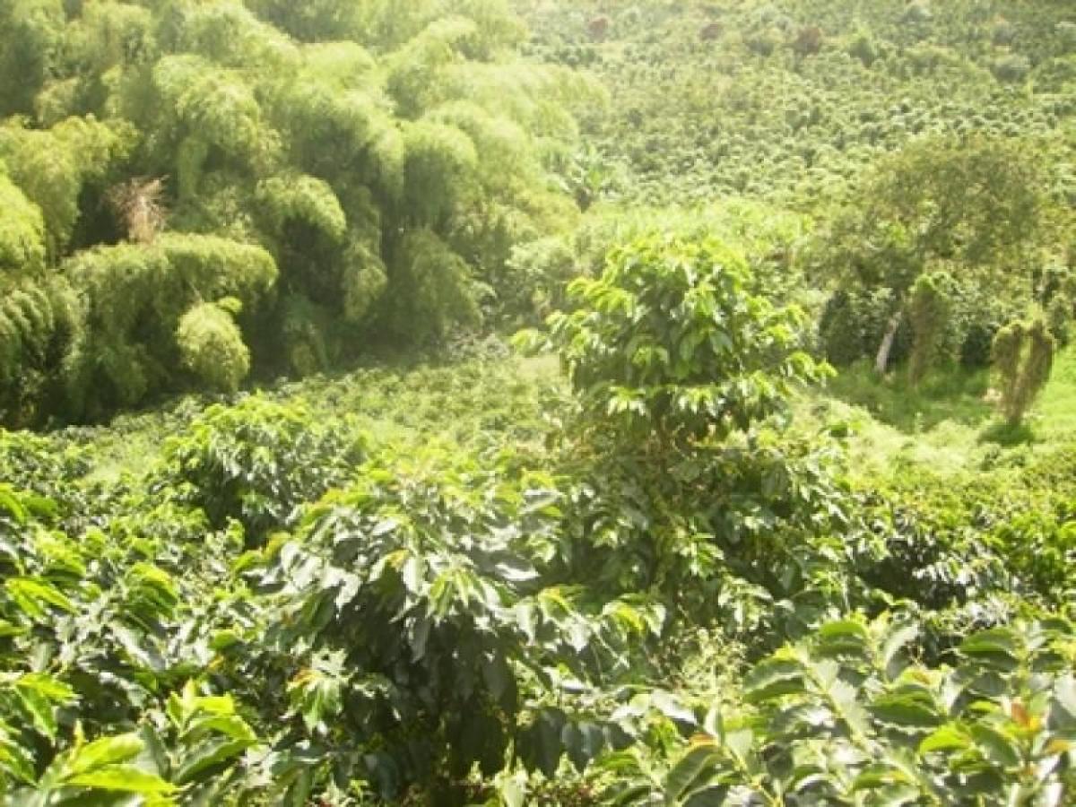 12 bedrooms House in Risaralda, Colombia No. 2227