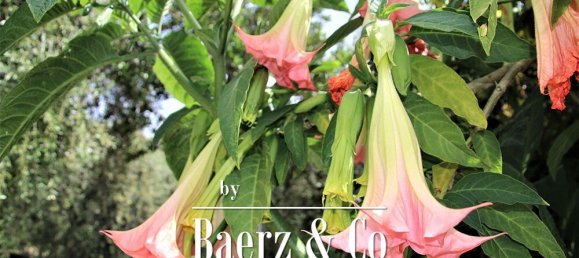 9 chambres Villa à Camporosso, Italy No. 230204 16