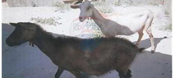 3 bedrooms House in Ourique, Portugal No. 47539 10