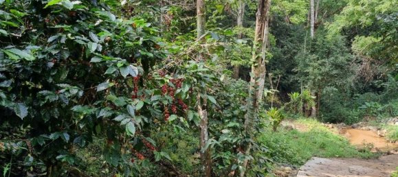 Земельный участок 400404м² в Мае Он, Таиланд № 65296 5