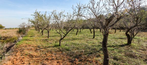 Grundstück in Orba, Spain 10110m², Nr. 152788 4