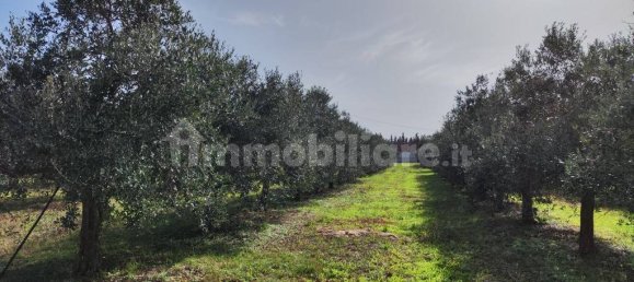 3 غرف نوم فيلا في Sannicola, Italy رقم 59648 7