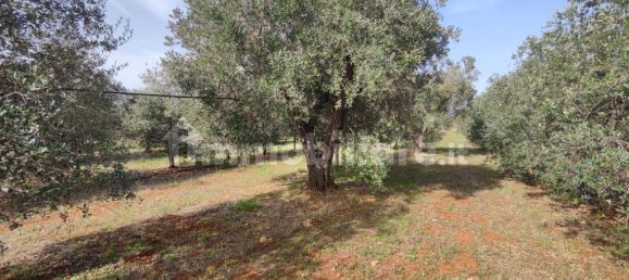 3 غرف نوم فيلا في Sannicola, Italy رقم 59648 12