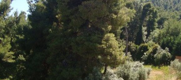 3000m² Property in Chalkidiki, Greece No. 8158 28