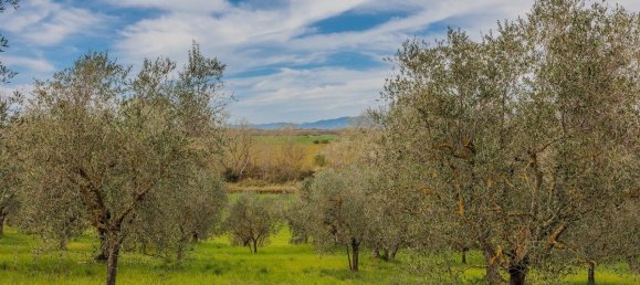 4 bedrooms House in Grosseto, Italy No. 19387 15