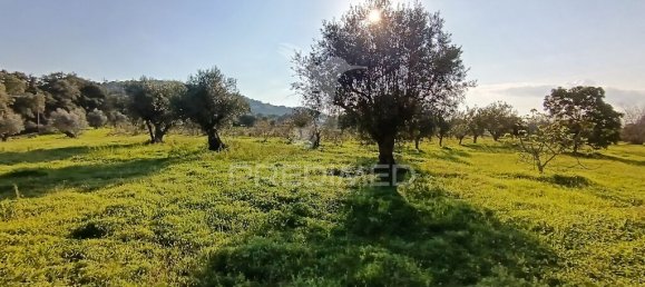 Grundstück in Palmela, Portugal 7320m², Nr. 74578 2