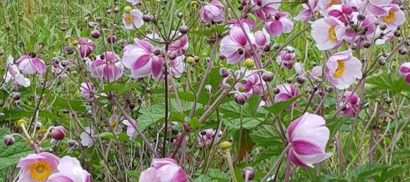 7 chambres Maison de ville à Hersfeld-Rotenburg, Germany No. 335419 21