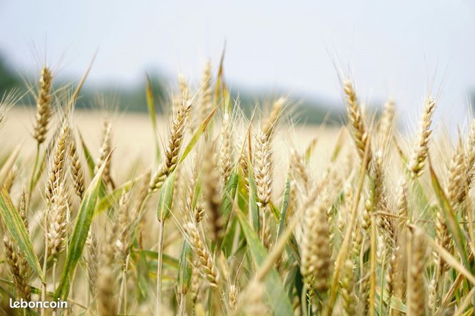 1401503m² Land in Neuvy-Saint-Sepulchre, France No. 312152