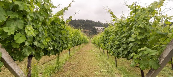 25 غرف نوم قطعة أرض في Marco de Canaveses, Portugal رقم 95650 25