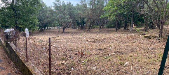 1-Zimmer Grundstück in Simeri Crichi, Italy, Nr. 19084 4