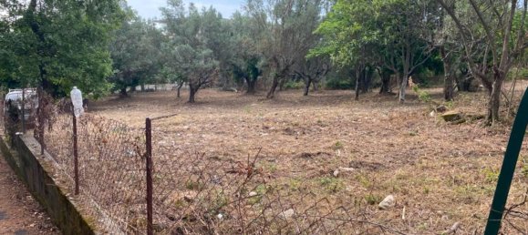 1-Zimmer Grundstück in Simeri Crichi, Italy, Nr. 19084 3