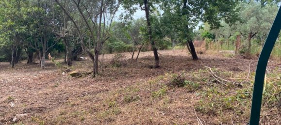 1-Zimmer Grundstück in Simeri Crichi, Italy, Nr. 19084 5