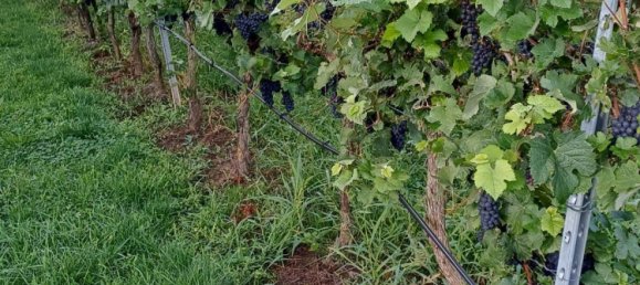 Terreno em Heilbronn, Germany N.º 279274 7