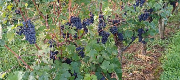 Terreno em Heilbronn, Germany N.º 279274 2